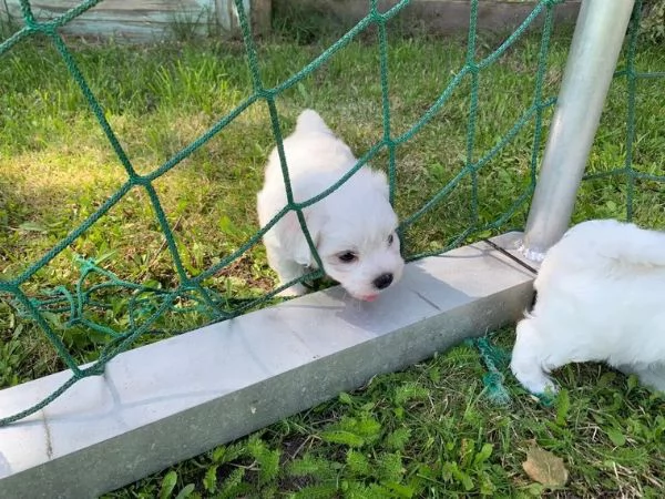 Vendita Bellissimi cuccioli di Maltese subito disponibili | Foto 1