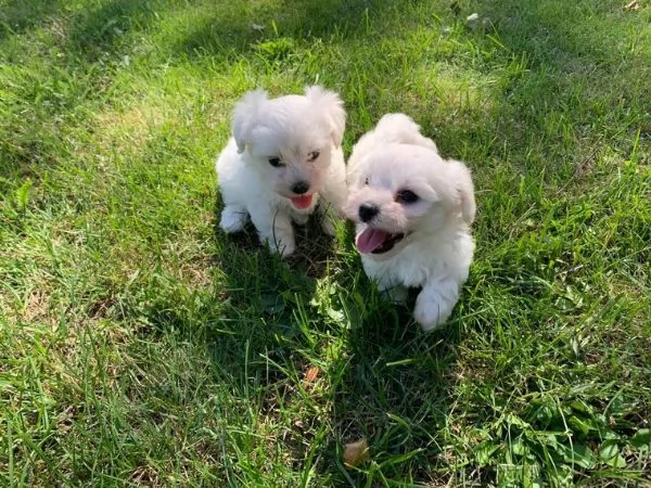 Vendita Bellissimi cuccioli di Maltese subito disponibili