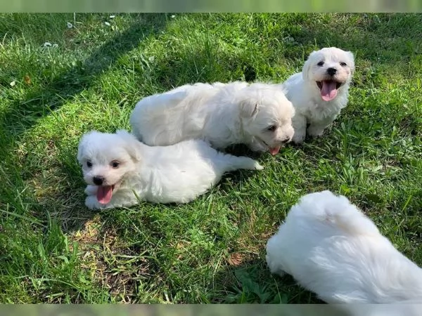 Bellissimi cuccioli di Maltese subito disponibili | Foto 1