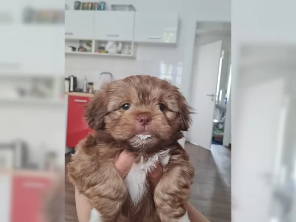 cuccioli di shih tzu | Foto 4