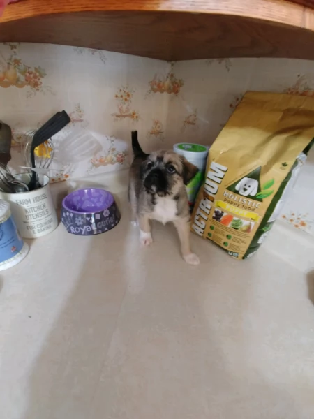 cuccioli di shih tzu | Foto 2