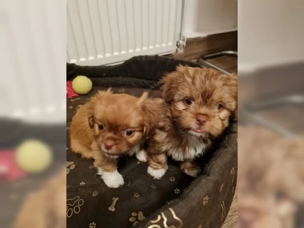 cuccioli di shih tzu | Foto 1