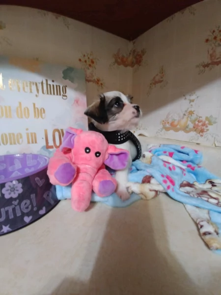 cuccioli di shih tzu | Foto 0