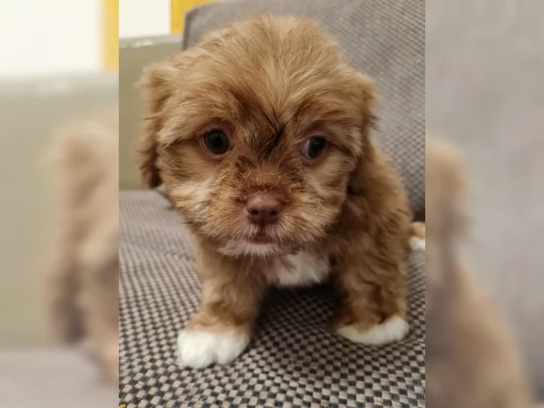 cuccioli di shih tzu