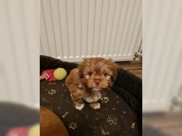 cuccioli di shih tzu