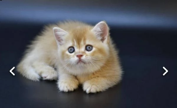 gattini scottish fold  in regalo