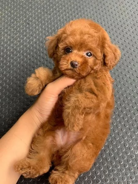 cuccioli barboncino toy