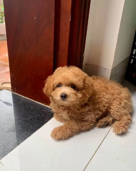 cuccioli di barboncino | Foto 0