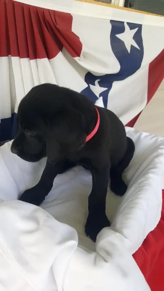 regalo cuccioli labrador .