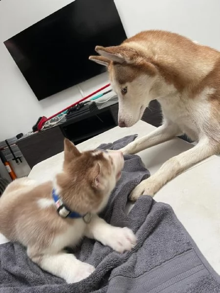  regalo cuccioli siberian husky  maschio e femmina .