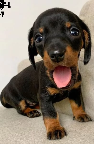 regalo adorabili cuccioli bassotto femminucce e maschietti gratuita i cuccioli sono vaccinati svermi