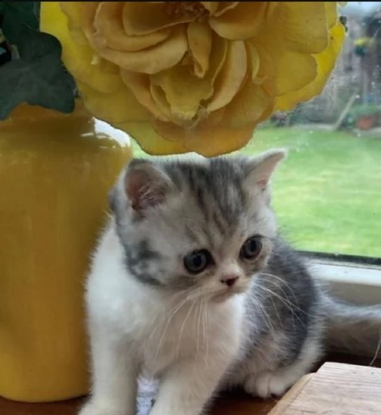 gattini affettuoso exotic in regalo