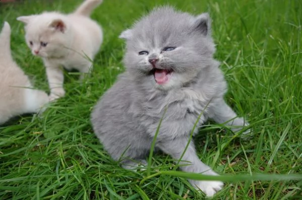 digitare meravigliosi gattini british in regalo