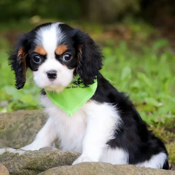cavalier king cuccioli per l'adozione bellissima cucciolata cerca nuova famiglia, 4 maschi e 3 femmi