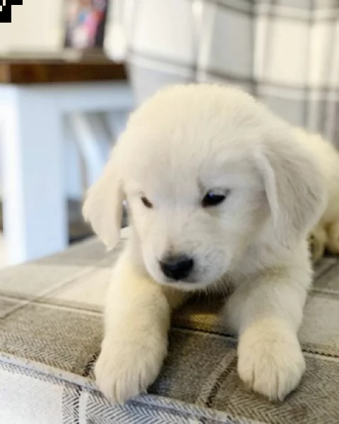 cuccioli di golden retriever!!!!