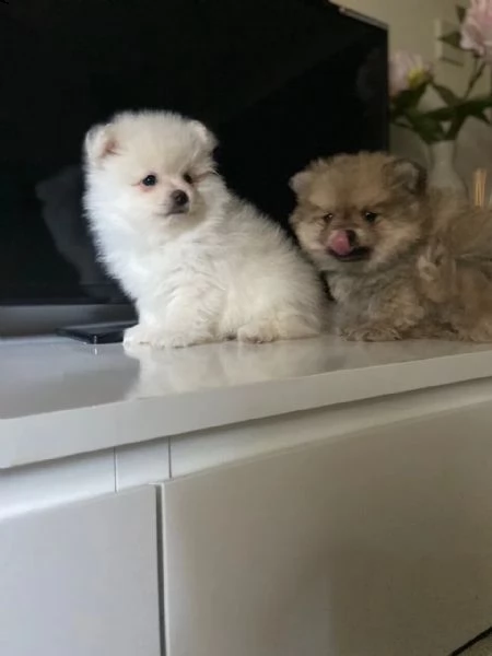 italiano cucciolo volpino della pomerania | Foto 4