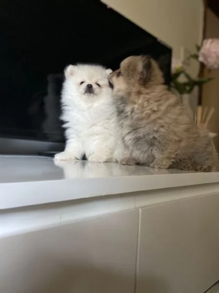 italiano cucciolo volpino della pomerania | Foto 3