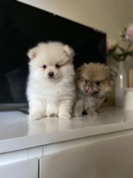 italiano cucciolo volpino della pomerania | Foto 2