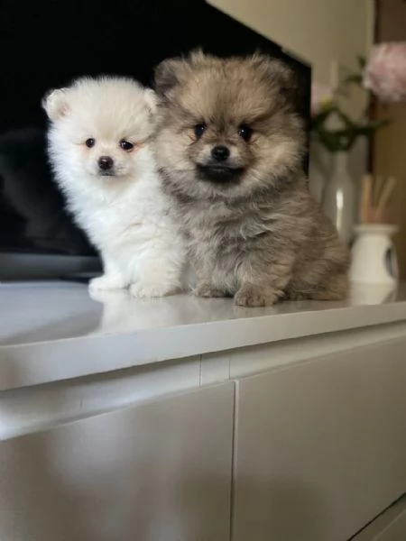 italiano cucciolo volpino della pomerania | Foto 1