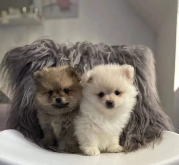 italiano cucciolo volpino della pomerania | Foto 0