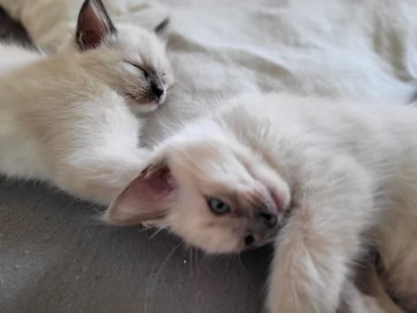 Gattini Ragdoll allevati in casa  | Foto 2