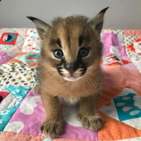 disponibili gattini caracal serval e savavannah f1 | Foto 5