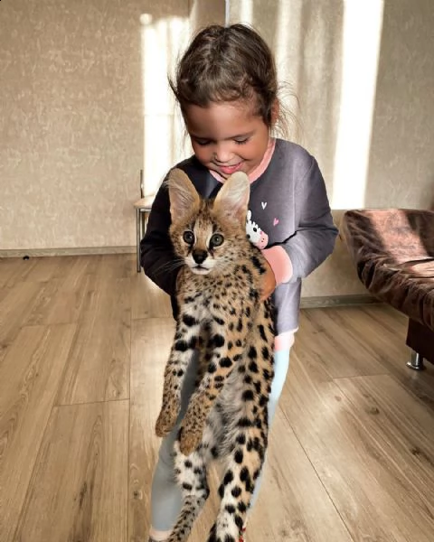 disponibili gattini caracal serval e savavannah f1 | Foto 4