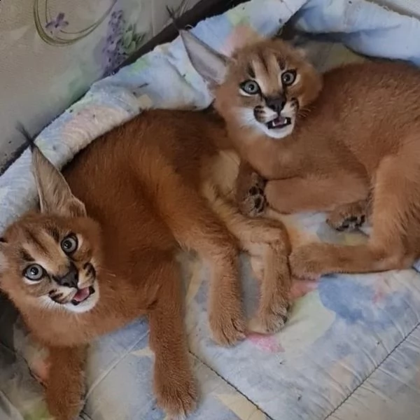 disponibili gattini caracal serval e savavannah f1 | Foto 3