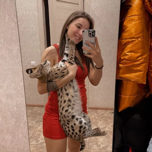 disponibili gattini caracal serval e savavannah f1