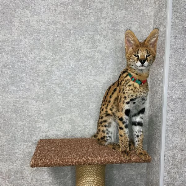 disponibili gattini caracal serval e savavannah f1 | Foto 1