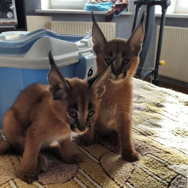 disponibili gattini caracal serval e savavannah f1 | Foto 0