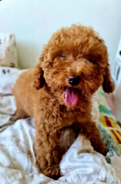 regalo barboncino mini toy ✓✓✓ | Foto 0