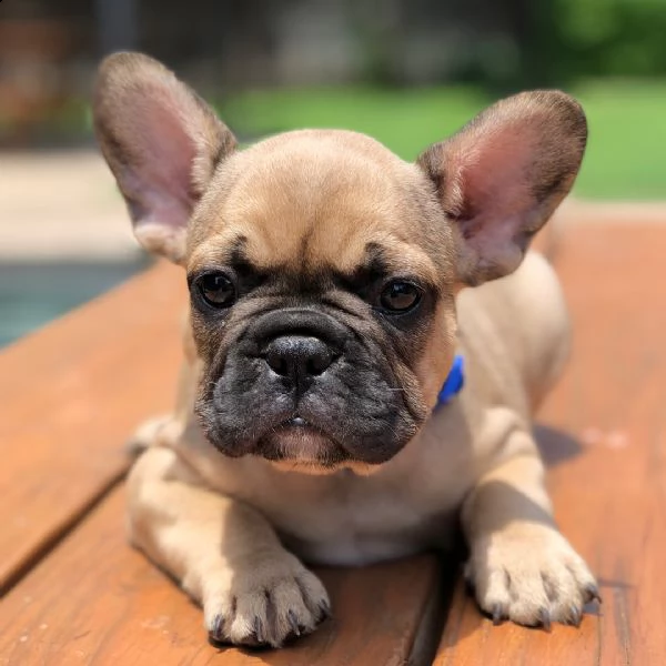 disponibile bulldog fanch | Foto 5