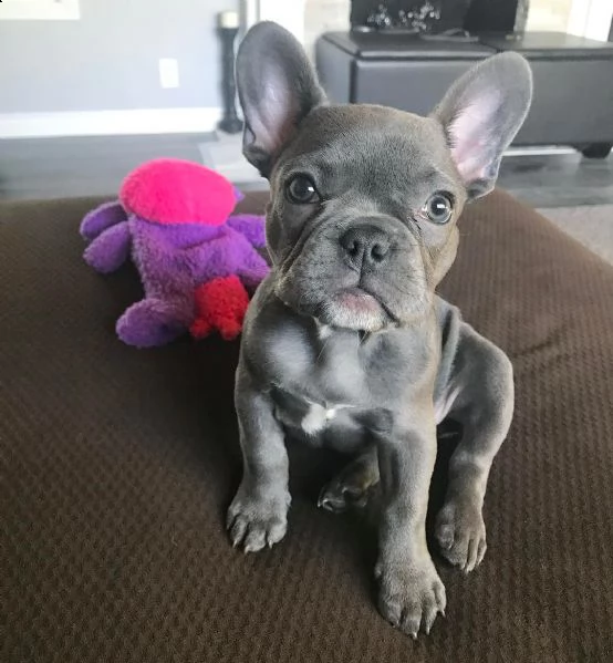 disponibile bulldog fanch | Foto 4