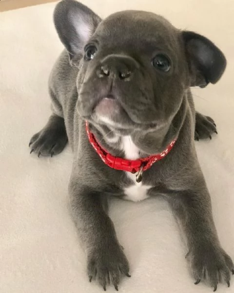 disponibile bulldog fanch | Foto 3