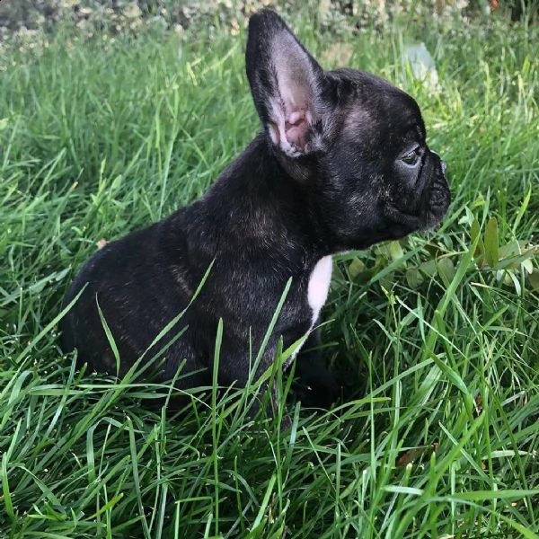 disponibile bulldog fanch | Foto 2