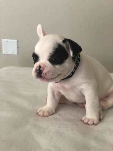 disponibile bulldog fanch