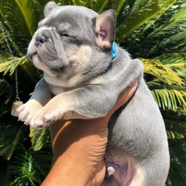 disponibile bulldog fanch | Foto 1