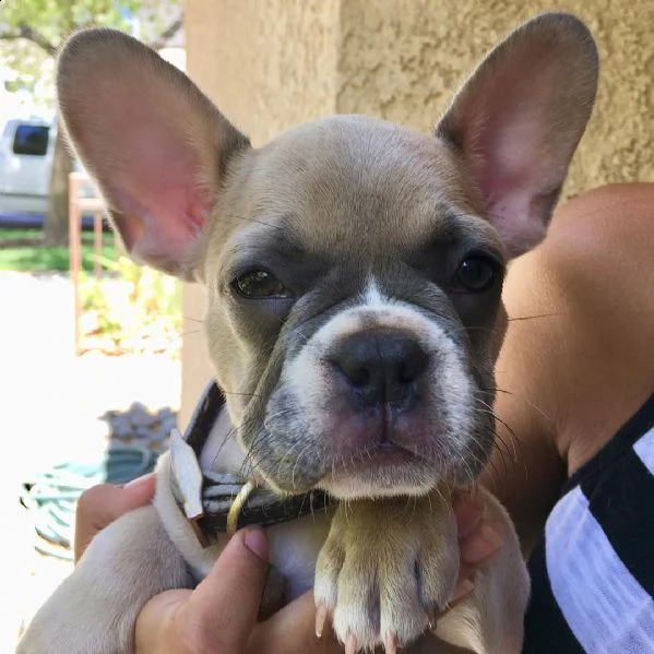 disponibile bulldog fanch | Foto 0