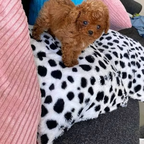 cuccioli di barboncino