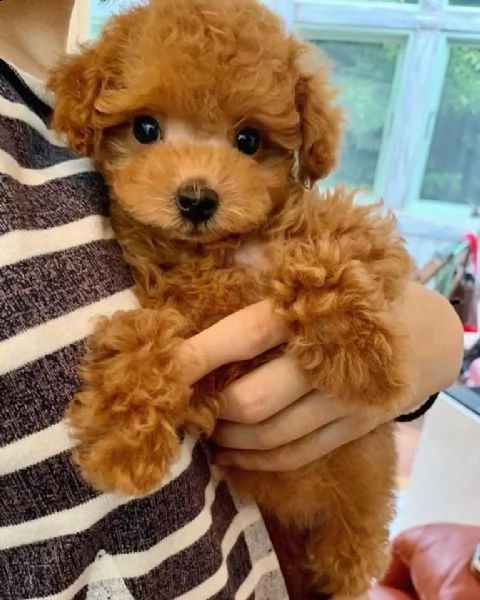 cuccioli di barboncini toy!!!!!!