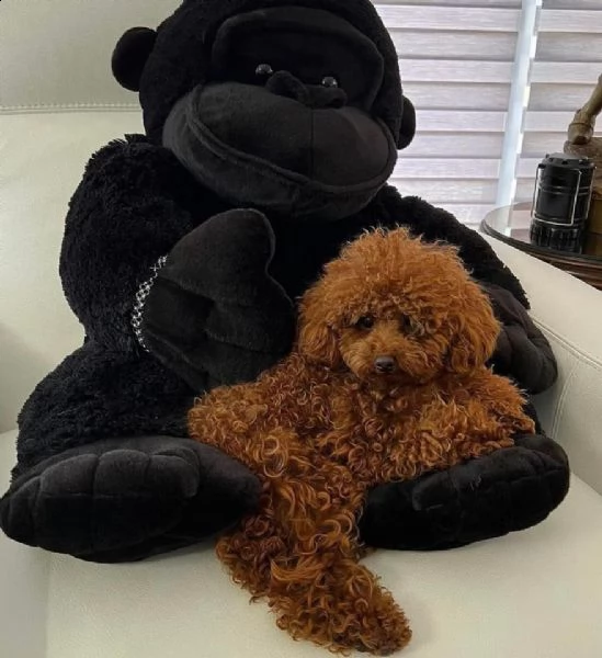 2regalo barboncino +++