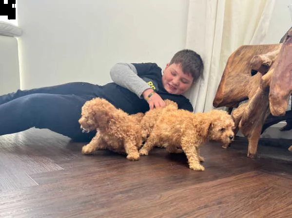 bellissimi cuccioli di barboncino disponibili e pronti per andare a casa | Foto 2