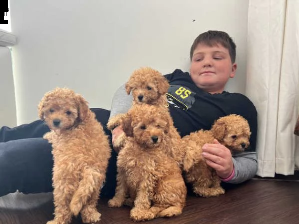 bellissimi cuccioli di barboncino disponibili e pronti per andare a casa