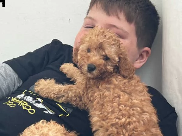 bellissimi cuccioli di barboncino disponibili e pronti per andare a casa | Foto 0