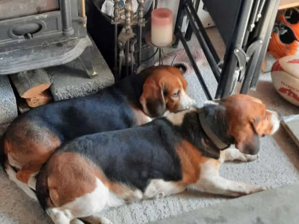 cuccioli di beagle | Foto 1