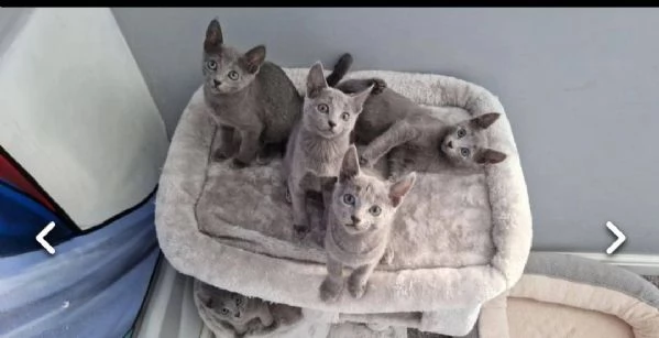 gattini russo blu  in regalo