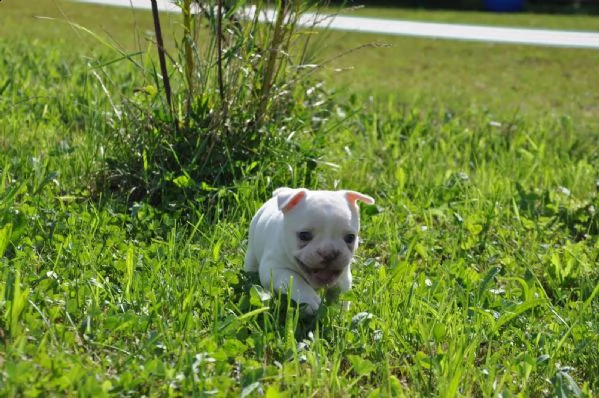 bouledogue francese cuccioli disponibili | Foto 6