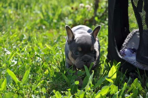 bouledogue francese cuccioli disponibili | Foto 3
