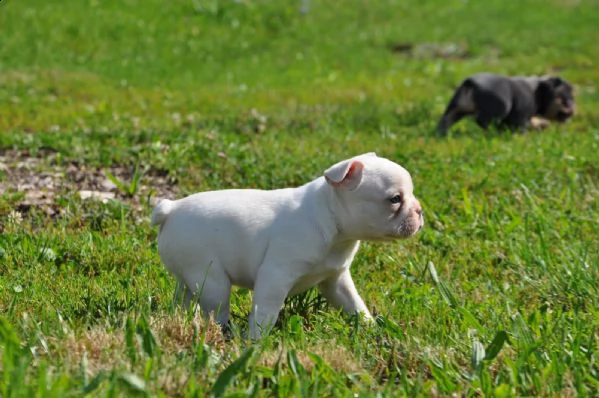 bouledogue francese cuccioli disponibili